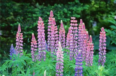 ​2025年共青团建团一百周年文案 2025年共青团多少年(精选108句)