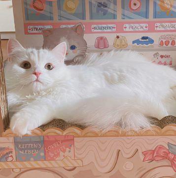 抖音超级温柔的文案 适合女孩子的温柔仙句