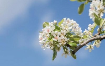 ​简洁的花的优美语句88条