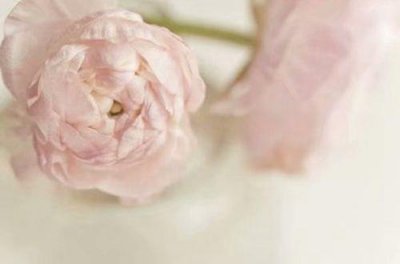 ​树的优美语句摘录86条