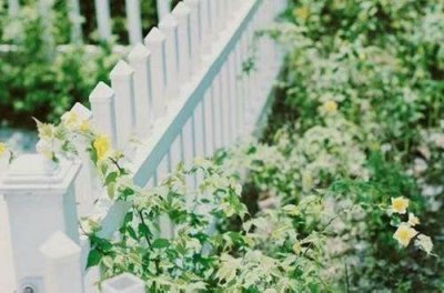 ​描写红玫瑰的句子18句