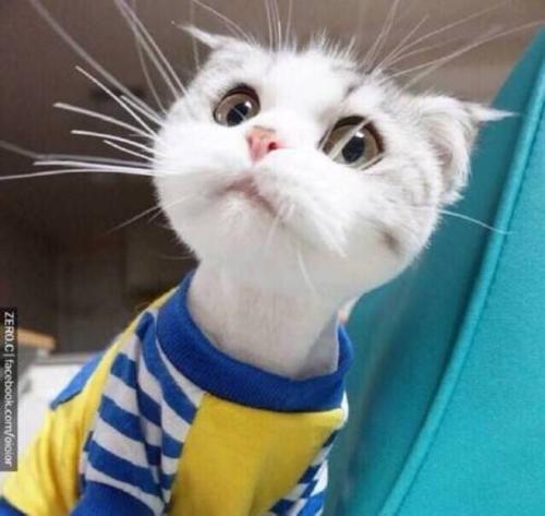 写给虚伪的人的句子