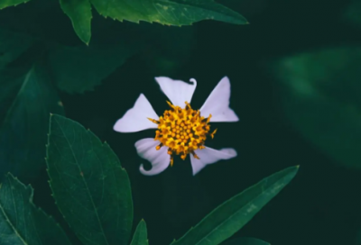 ​适合黄昏时候发朋友圈的句子(实用86句)