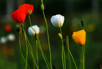 ​生孩子公布朋友圈的句子(共86句)