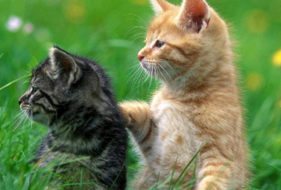 ​花盛开的好看的说说(精选31句)