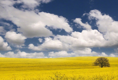 ​王者荣耀憨憨的情侣名(共98个)