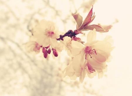 有意境的古风二字网名,唯美清新淡雅的2个字昵称