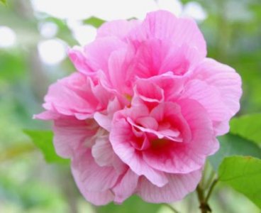 ​抖音最火说说配图(抑郁很丧句子短句)