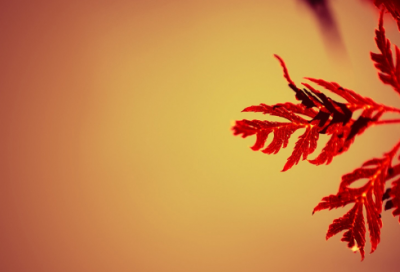 ​带恋你的网名大全