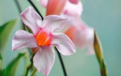 ​榜样励志的句子摘抄