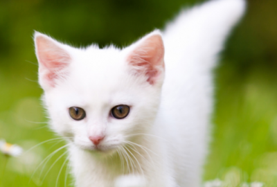 ​抗疫情的短句子正能量(35句)