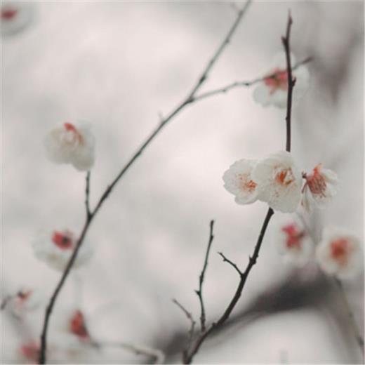 网红句子简短可爱