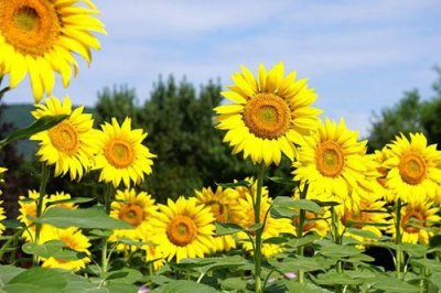 ​端午节短信祝福 端午节说什么祝福语