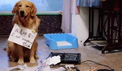 ​宠物死了朋友圈文案（狗狗在临死前写给主人的13句话，铲屎官看完后别落泪