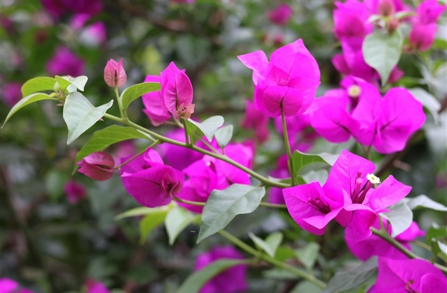 象征爱情的微信名字 象征爱情的微信名字