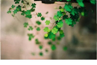 描写玄幻森林的唯美句子