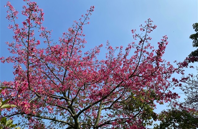 关于思念的网名字