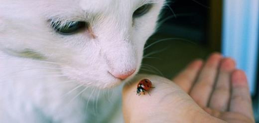 描写12岁的优美句子