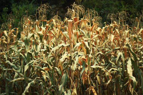 看透人心的现实悲凉句子