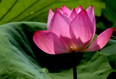 ​关于感恩团队正能量经典语录 正能量感恩励志短句