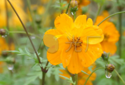 ​关于肖战说过的励志名句 肖战的经典语录励志的句子