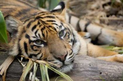 ​小清新网名钉钉