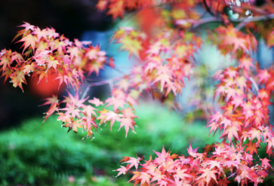 ​教师节家长对祝福语大全，教师节家长祝福语(18句)