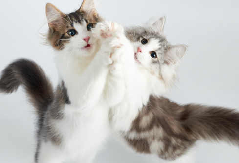 1689498674978250.png image.png