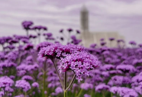 1690657291438672.png image.png