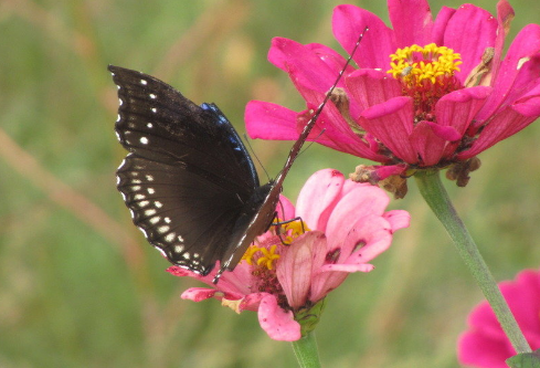 1690665183486306.png image.png